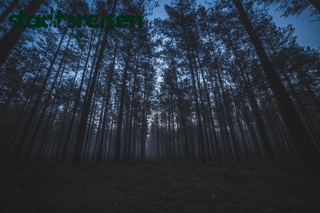 Diese Städte Bieten Nachtwanderungen Durch Leuchtende Wälder