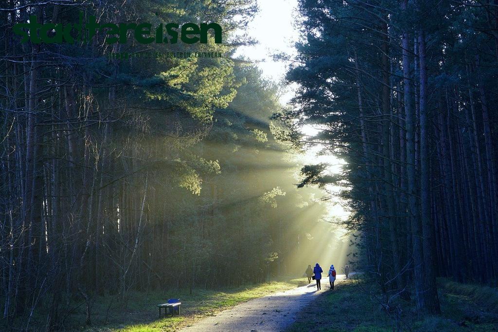 Diese Städte Bieten Nachtwanderungen Durch Leuchtende Wälder