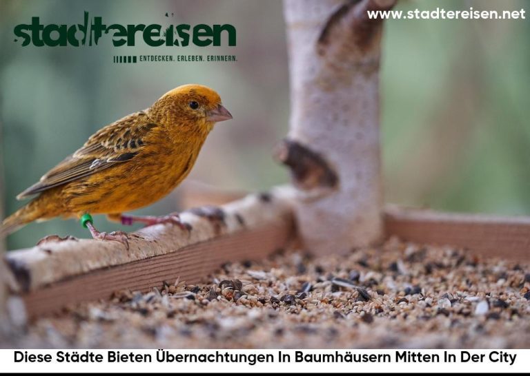 Diese Städte Bieten Übernachtungen In Baumhäusern Mitten In Der City