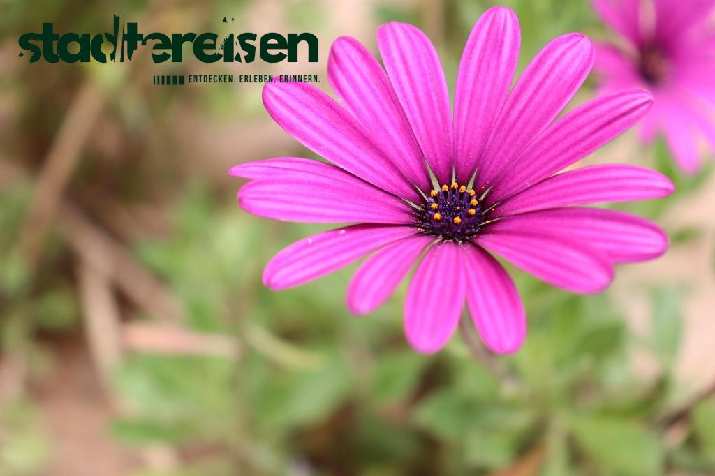 Diese Städte Haben Botanische Friedhöfe Grüne Ruheorte Mit Geschichte