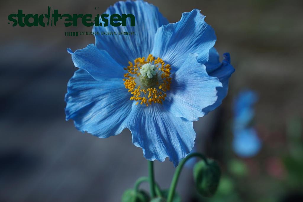 Diese Städte Haben Botanische U-Bahnhöfe Unter Der Erde Blühen