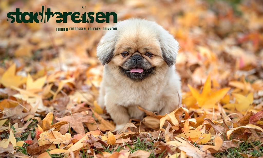 Diese Städte Verwandeln Sich Im Herbst In Ein Farbenmeer Perfekt Für Fotografen