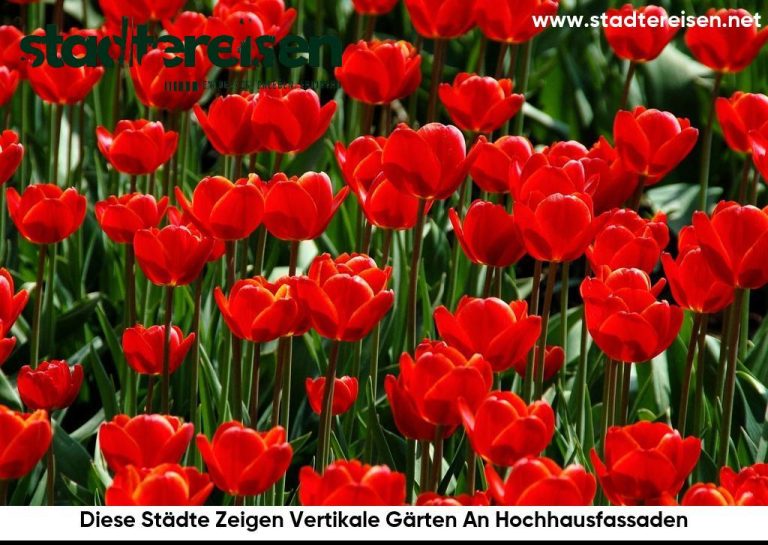 Diese Städte Zeigen Vertikale Gärten An Hochhausfassaden