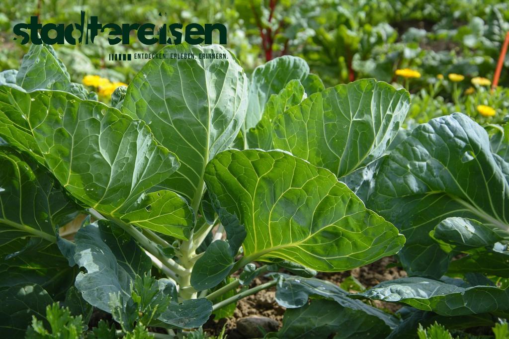 Städte Mit Hängenden Gärten Zwischen Hochhäusern Grüne Oasen In Der Luft