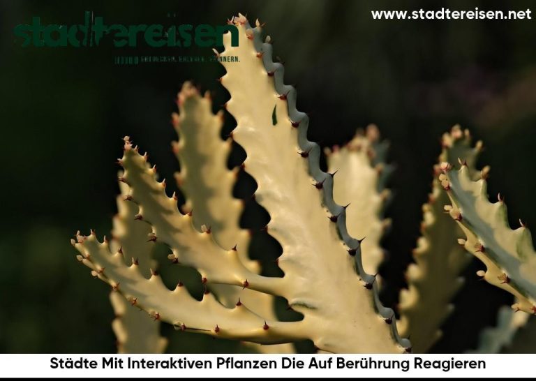 Städte Mit Interaktiven Pflanzen Die Auf Berührung Reagieren