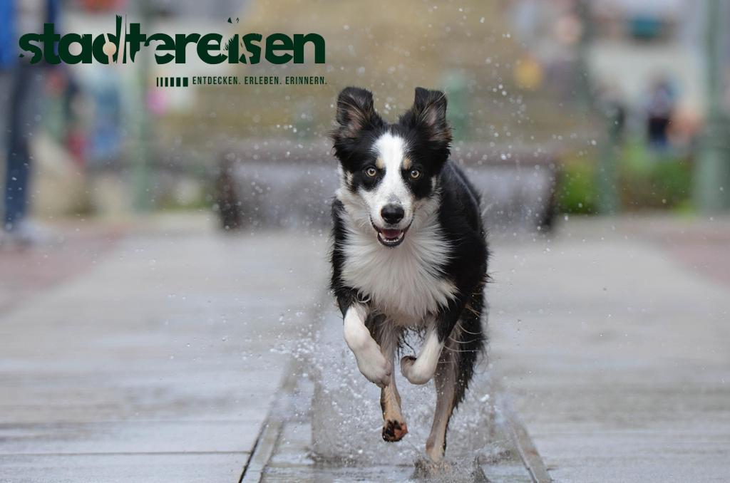 Städte Mit Interaktiven Wasserfontänen Die Auf Bewegungen Reagieren