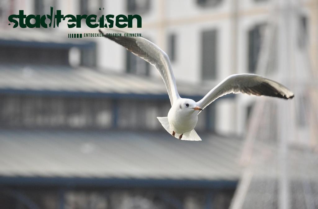 Städte Mit Rooftop-Kinos Auf Parkhäusern Die Nur Bei Vollmond Geöffnet Sind