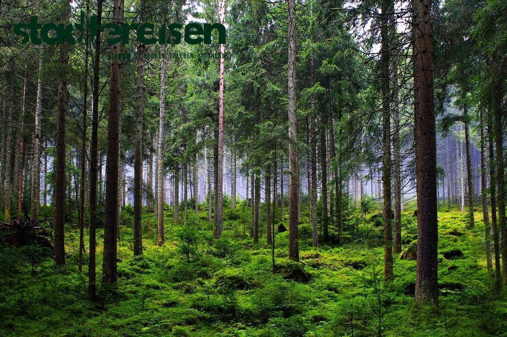 Städte Mit Sprechenden Bäumen In Interaktiven Naturparks