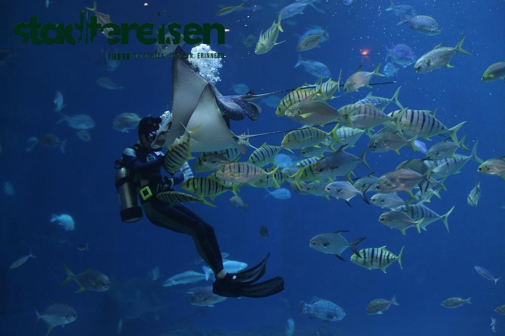 Städte Mit Unterwasser-Skulpturenparks In Flüssen Und Seen