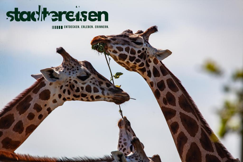 Städte Mit Vertikalen Zoos Tierwelt An Wolkenkratzern Entdecken