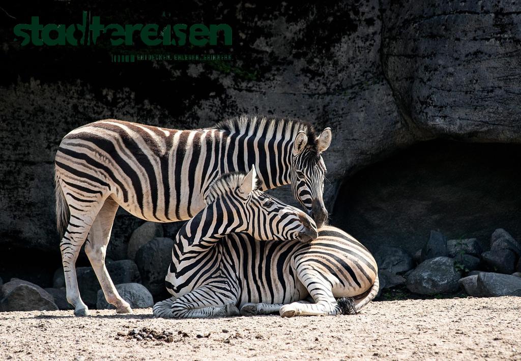Städte Mit Vertikalen Zoos Tierwelt An Wolkenkratzern Entdecken