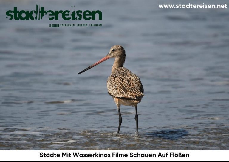 Städte Mit Wasserkinos Filme Schauen Auf Flößen
