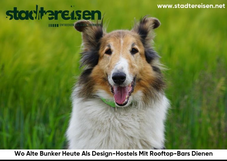 Wo Alte Bunker Heute Als Design-Hostels Mit Rooftop-Bars Dienen