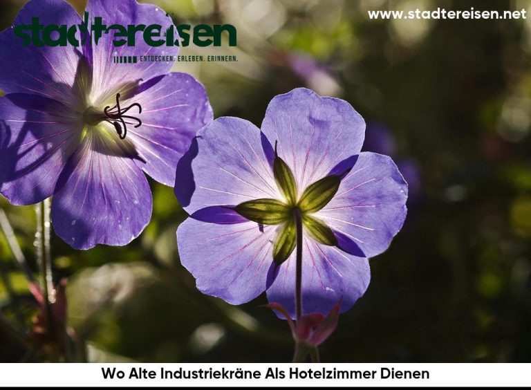 Wo Alte Industriekräne Als Hotelzimmer Dienen