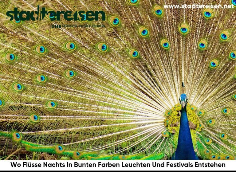 Wo Flüsse Nachts In Bunten Farben Leuchten Und Festivals Entstehen