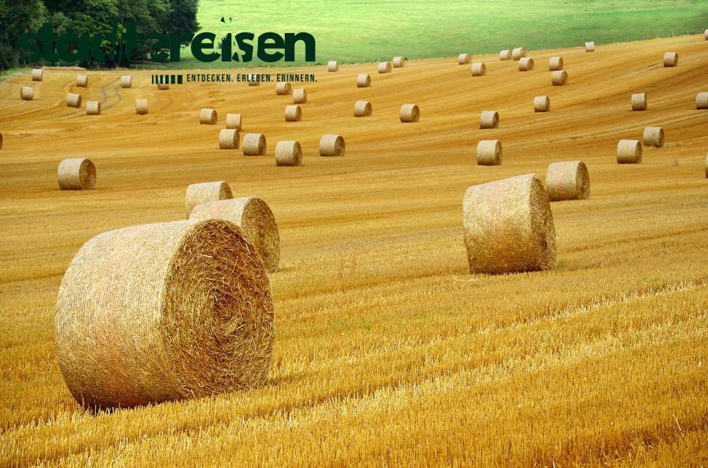 Wo Man In Städten Auf Dachgewächshäuser Trifft Urban Farming Über Den Straßen