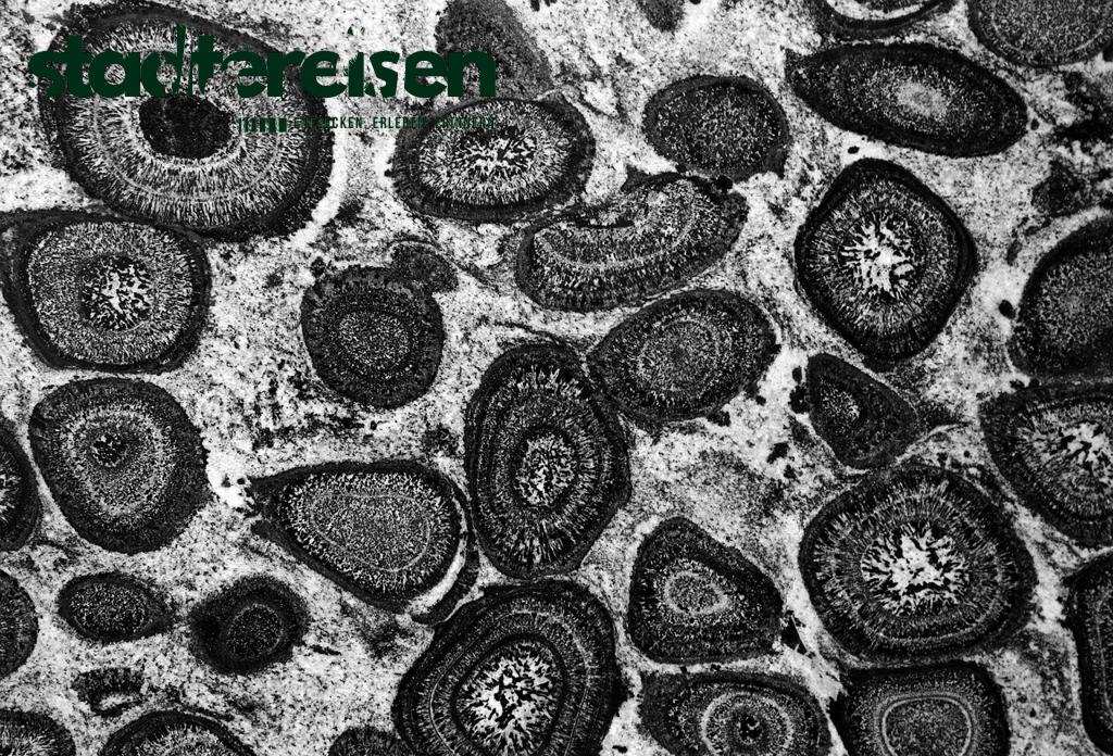 Wo Man Mitten In Der Stadt Fossilien Finden Kann Geologie Trifft Großstadt