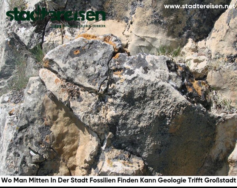 Wo Man Mitten In Der Stadt Fossilien Finden Kann Geologie Trifft Großstadt