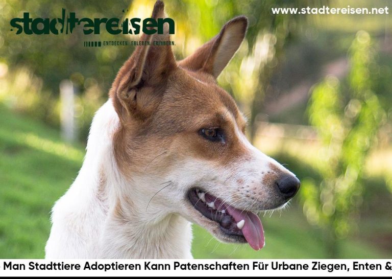 Wo Man Stadttiere Adoptieren Kann Patenschaften Für Urbane Ziegen, Enten & Co
