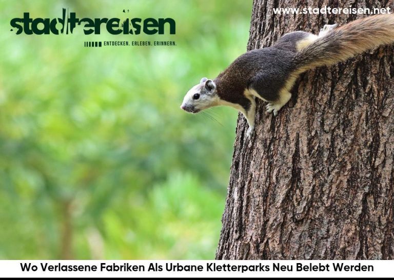 Wo Verlassene Fabriken Als Urbane Kletterparks Neu Belebt Werden