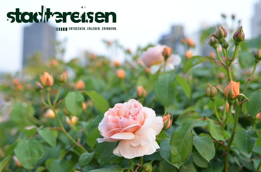 Wohin Im Frühling Wenn Du Blütenpracht Statt Menschenmassen Suchst