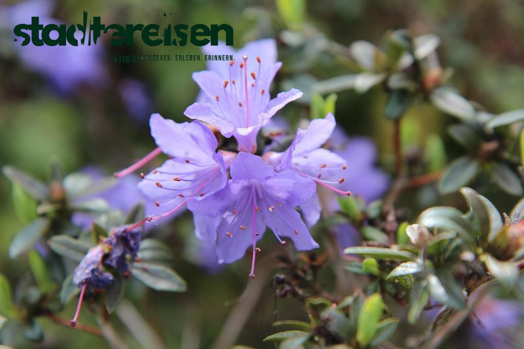 Städte Mit Botanischen Gärten Auf Alten Eisenbahntrassen