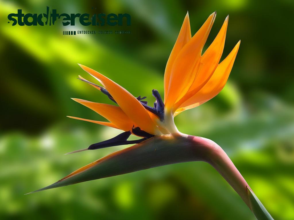 Städte Mit Botanischen Gärten Auf Alten Eisenbahntrassen