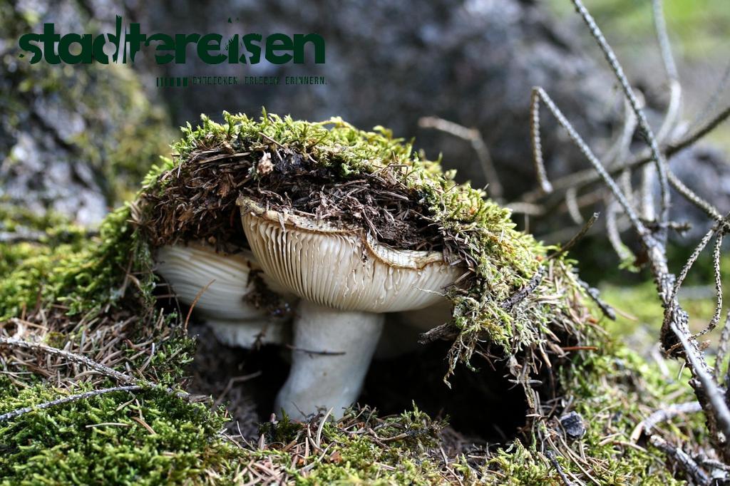 Städte Mit Geheimen Gärten Hinter Supermärkten