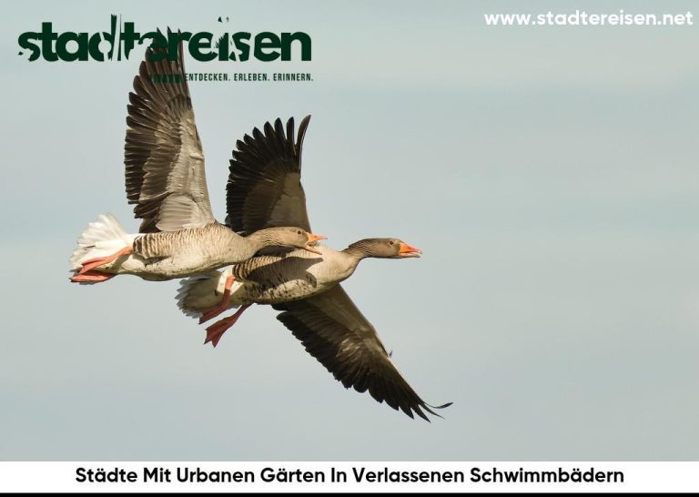 Städte Mit Urbanen Gärten In Verlassenen Schwimmbädern