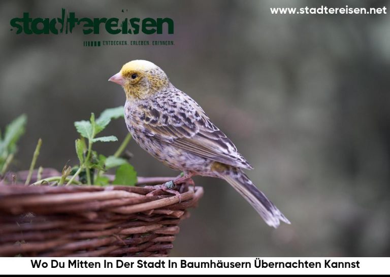 Wo Du Mitten In Der Stadt In Baumhäusern Übernachten Kannst
