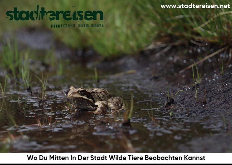 Wo Du Mitten In Der Stadt Wilde Tiere Beobachten Kannst
