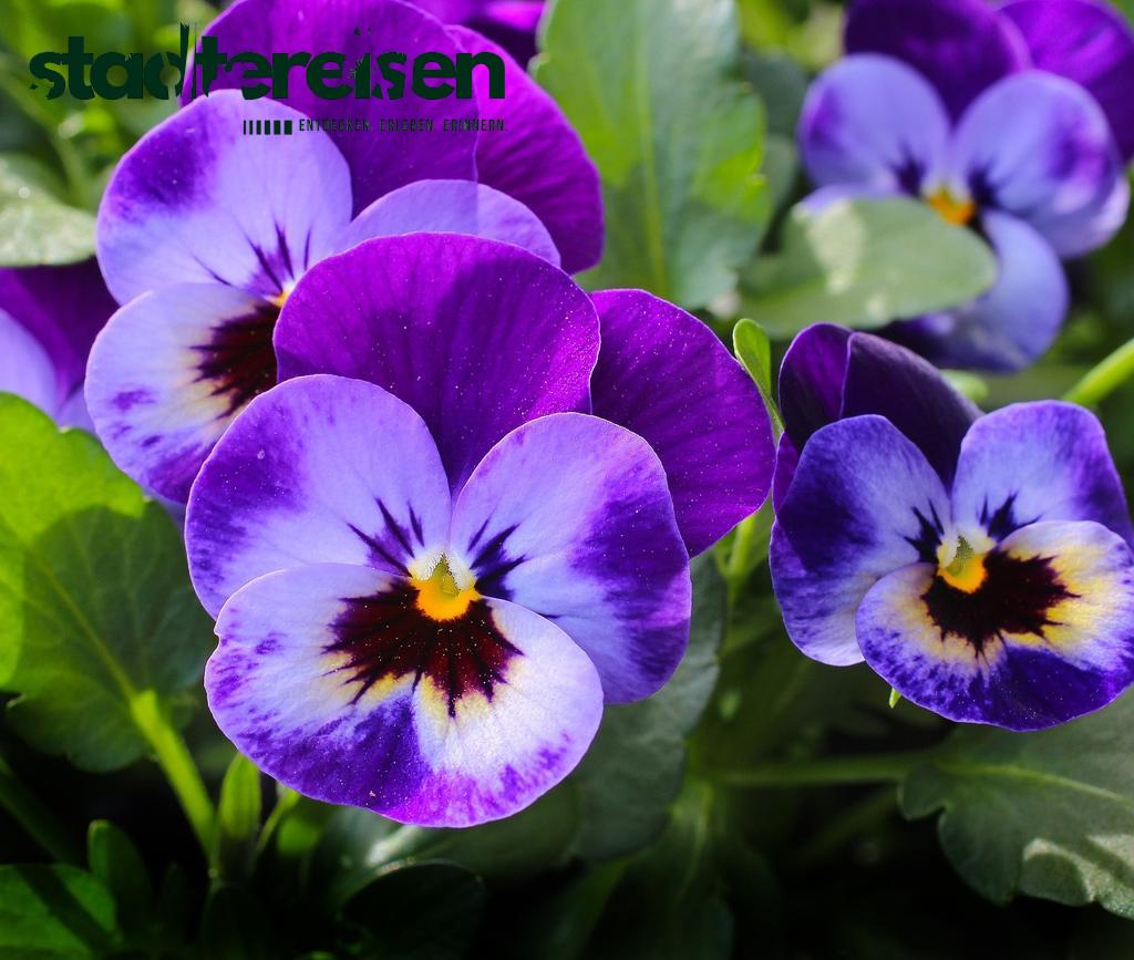Wo Stadtpläne Aus Pflanzen Und Blumen Bestehen