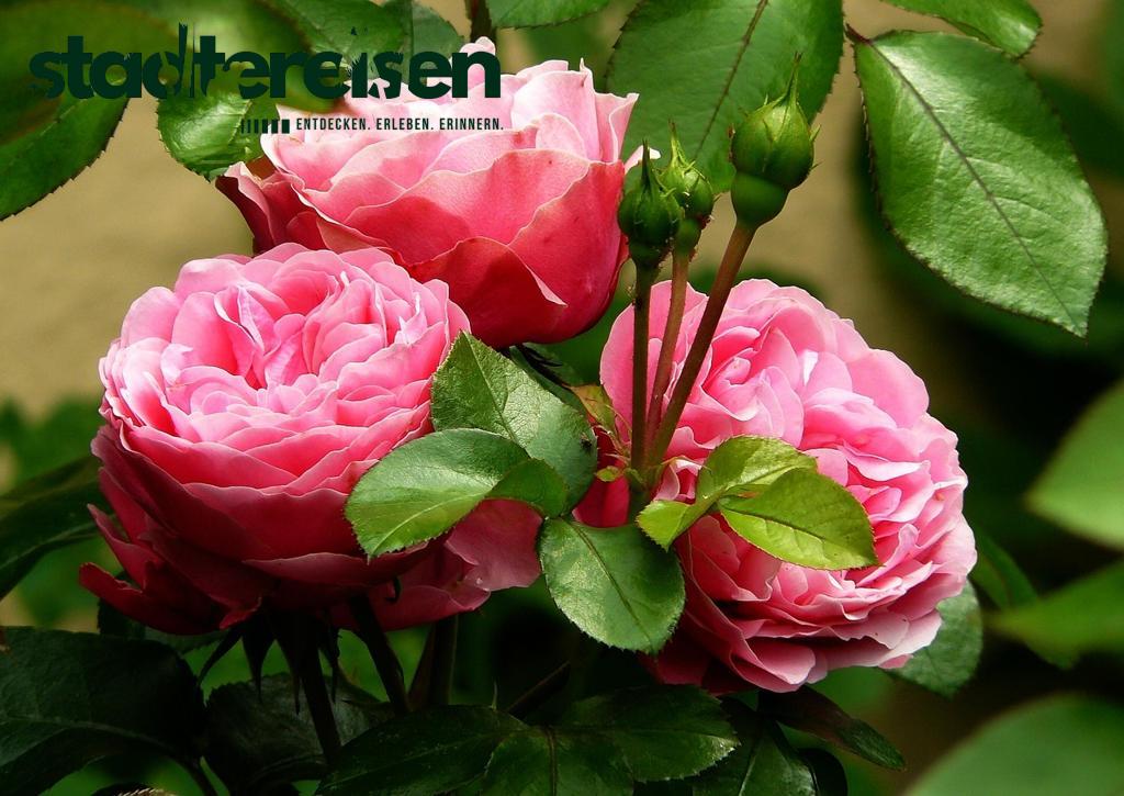Wo Stadtpläne Aus Pflanzen Und Blumen Bestehen