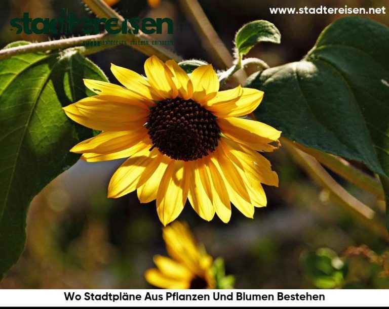 Wo Stadtpläne Aus Pflanzen Und Blumen Bestehen